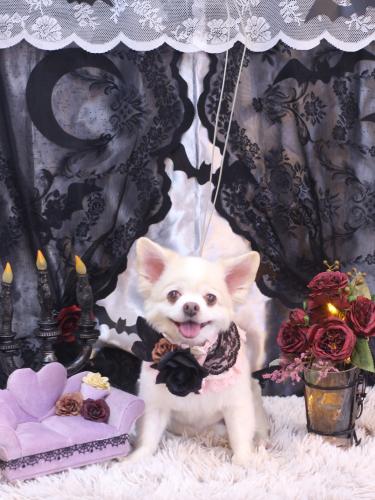 20231017ななちゃん